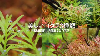 丈夫で育てやすい美しいロタラ３種類　Beautiful Rotala 3 types